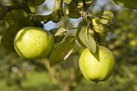 Cider House Larrarte