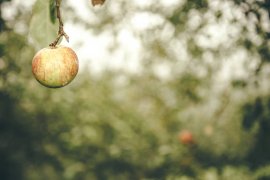 Cider House Linddurenborda