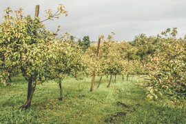 Cider House Beltzenia