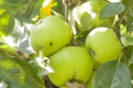 Cider House Isastegi