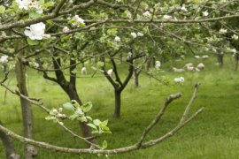 Cider House Sarasola