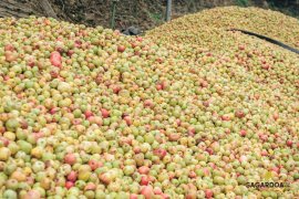 Cider House Oialume Zar