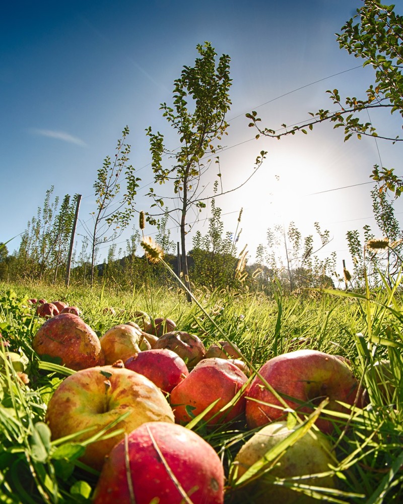 GASTRONOMY VISIT IN PETRITEGI CIDER HOUSE GASTRONOMY VISIT IN PETRITEGI CIDER HOUSE