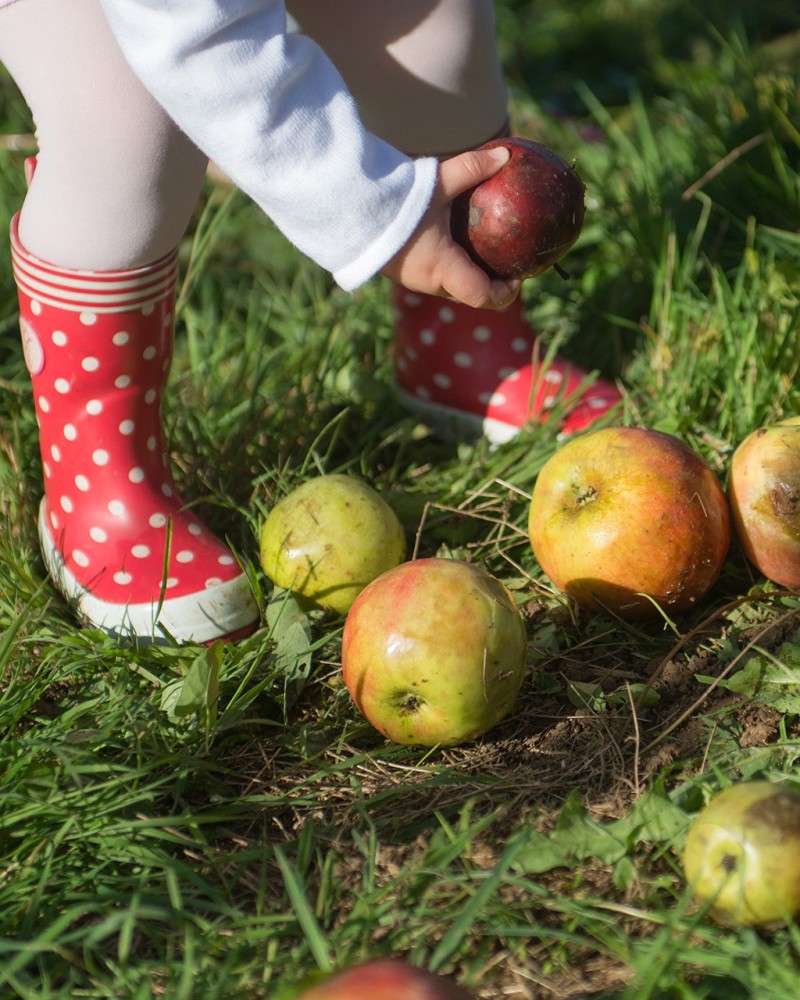 EGIN ZURE SAGARDOA PETRITEGI SAGARDOTEGIAN