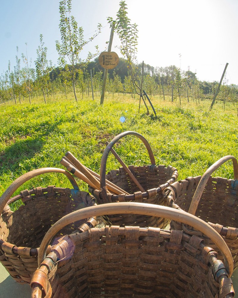Taller de zumo de manzana en familia Taller de zumo de manzana en familia