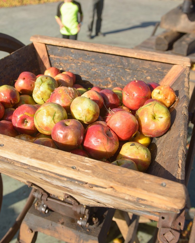 Taller de zumo de manzana en familia Taller de zumo de manzana en familia