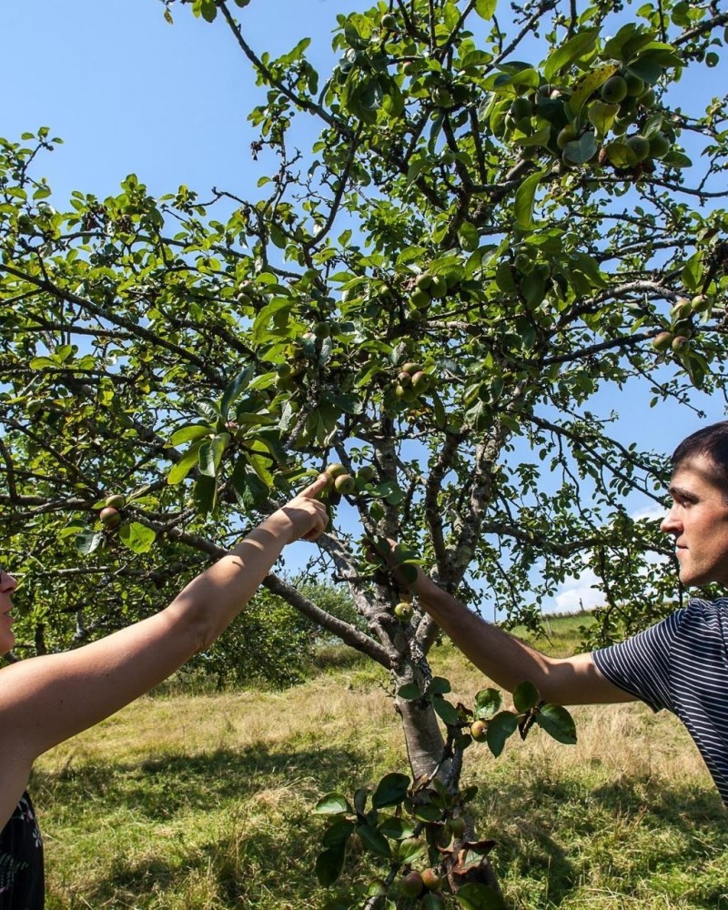 CIDER AND TXAKOLI CELLARS IN THE BASQUE COAST