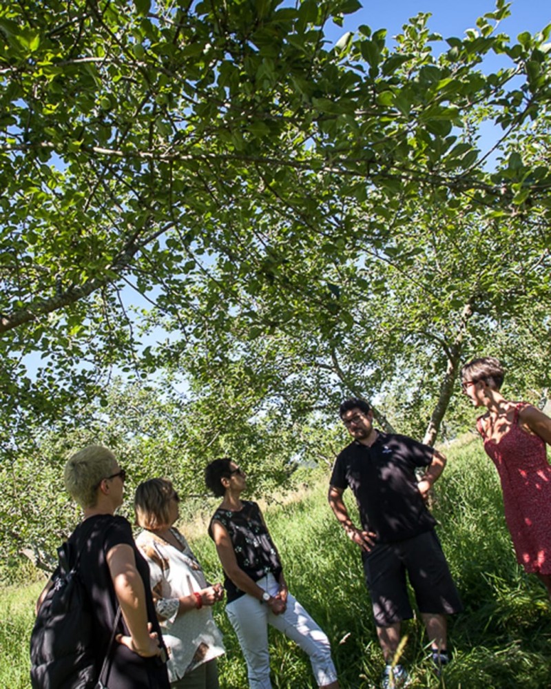 FERME BASQUE ET CAVE À CIDRE AVEC TRANSPORT FERME BASQUE ET CAVE À CIDRE AVEC TRANSPORT