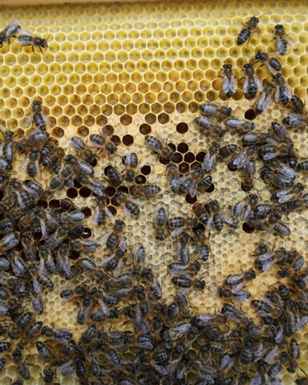 APICULTURE, MARCHÉ FERMIER ET CAVE À CIDRE APICULTURE, MARCHÉ FERMIER ET CAVE À CIDRE