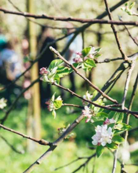 VISITE GUIDÉE DANS UNE CIDRERIE BASQUE