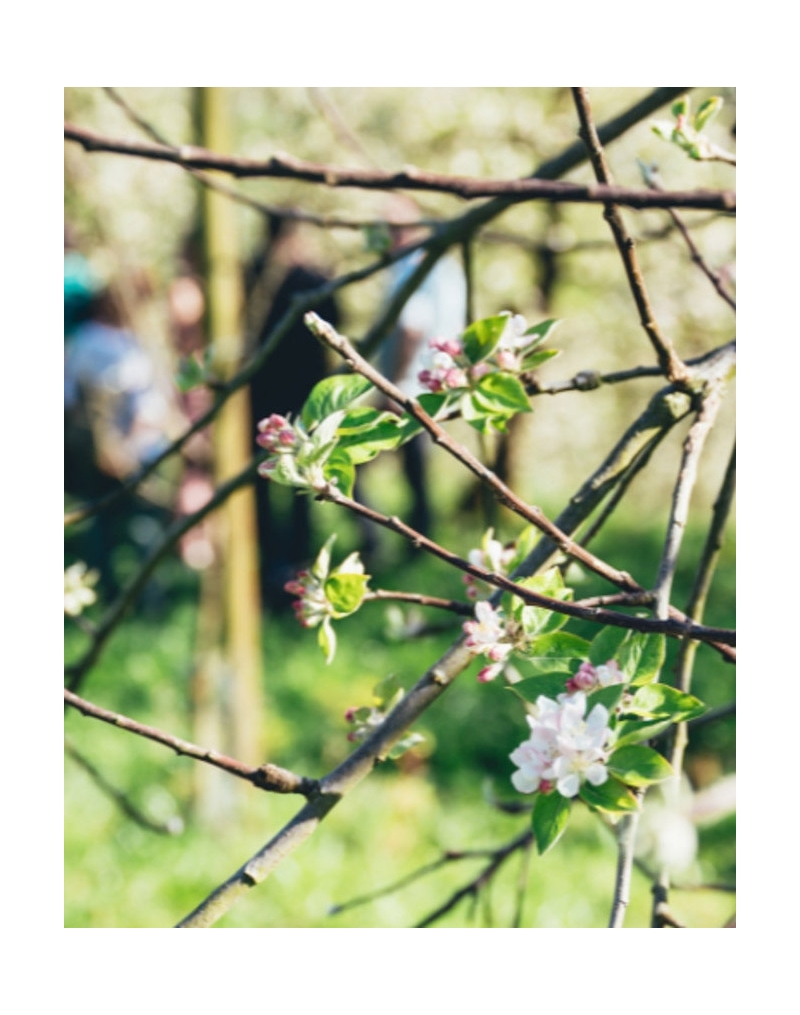VISITE GUIDÉE DANS UNE CIDRERIE BASQUE