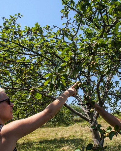GUIDED TOUR IN A CIDER CELLAR GUIDED TOUR IN A CIDER CELLAR