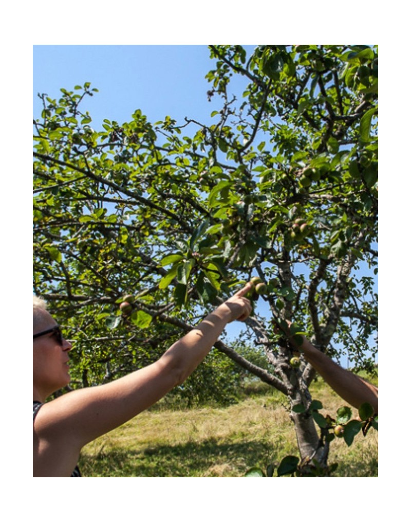 GUIDED TOUR IN A CIDER CELLAR GUIDED TOUR IN A CIDER CELLAR