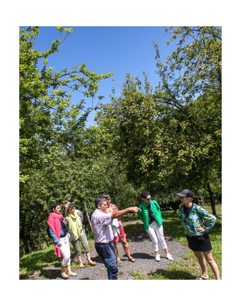 VISITA EN BODEGA DE SIDRA VISITA EN BODEGA DE SIDRA
