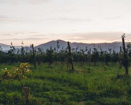 GUIDED TOUR AND MEAL IN MIZPIRADI