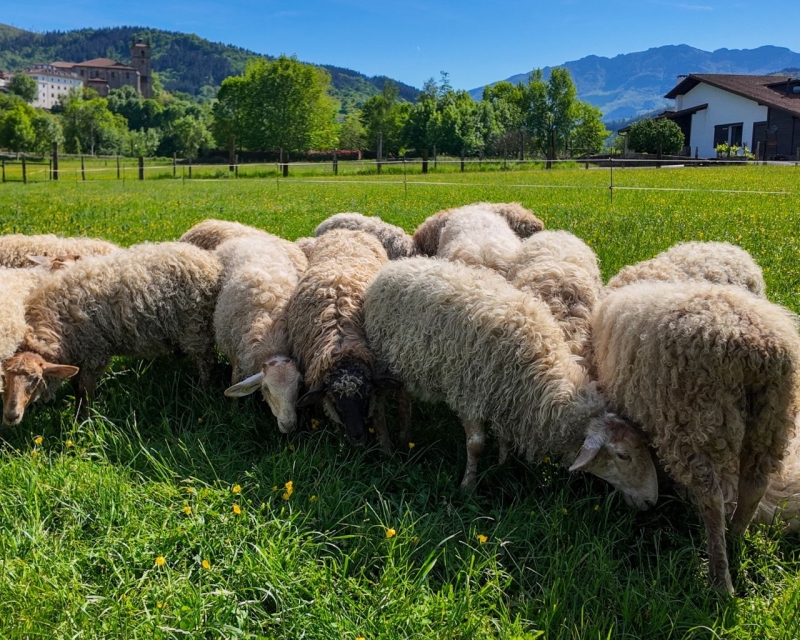 Comprar sidrería, quesería y caserío vasco en Sagardoa Route