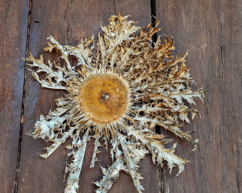 CIDRERIE, FROMAGERIE ET BASQUE FERME