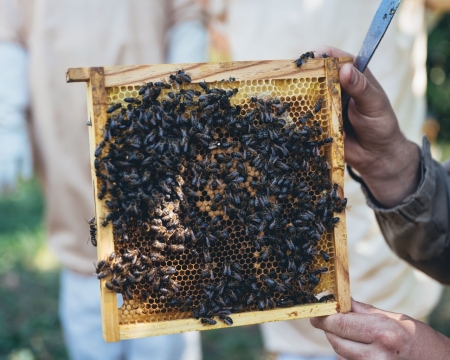 APICULTURE, MARCHÉ FERMIER ET CAVE À CIDRE
