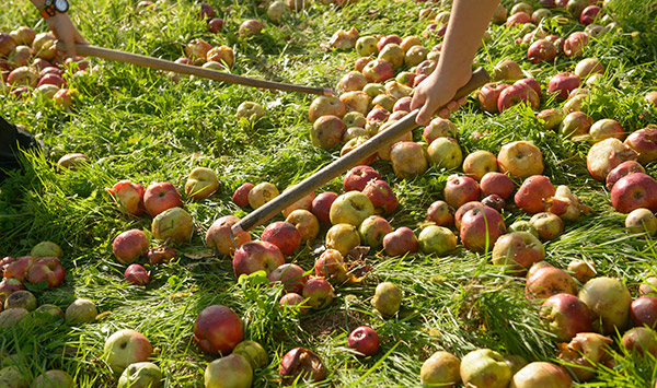 Recogida de la manzana