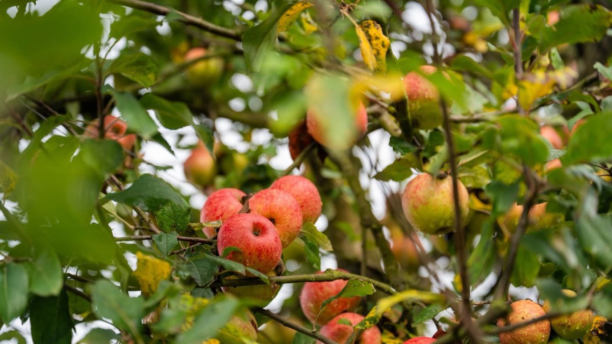 Diferentes variedades de manzana