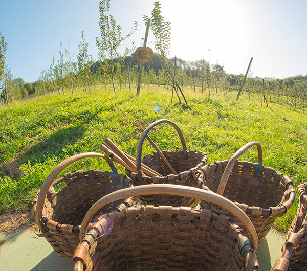 Los manzanales riqueza colectiva