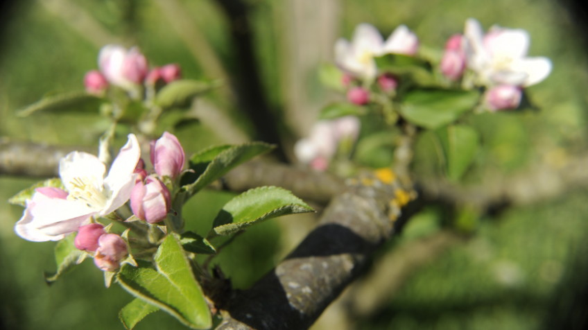 Gipuzkoa in spring, paradise of apple trees flowers