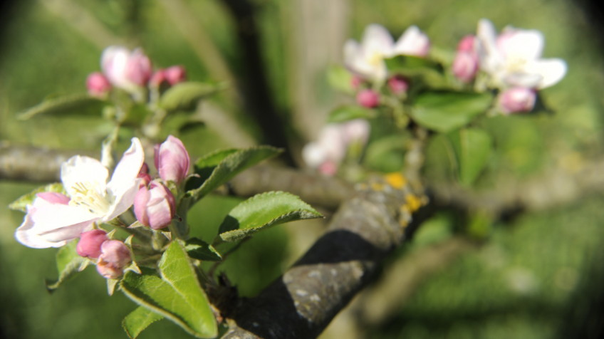 Gipuzkoa en primavera: paraíso de los manzanos en flor