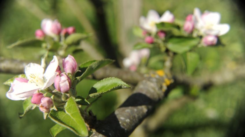 GIPUZKOA EN PRINTEMPS: PARADIS DES FLEURS DES POMMIERS