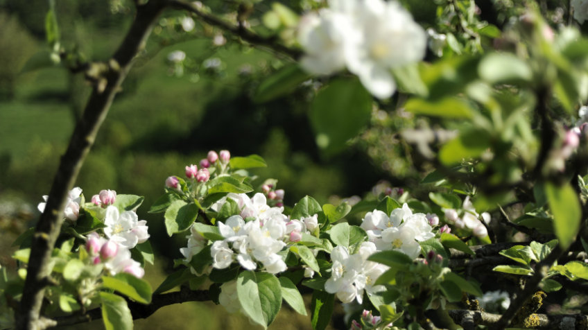 Late flowering