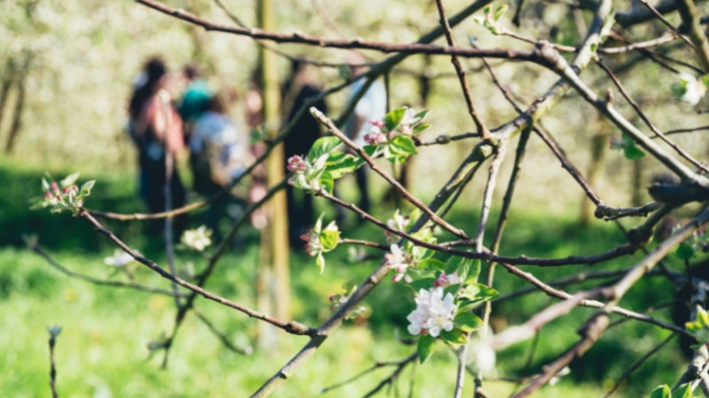 País Vasco en primavera: paraíso de los manzanos en flor