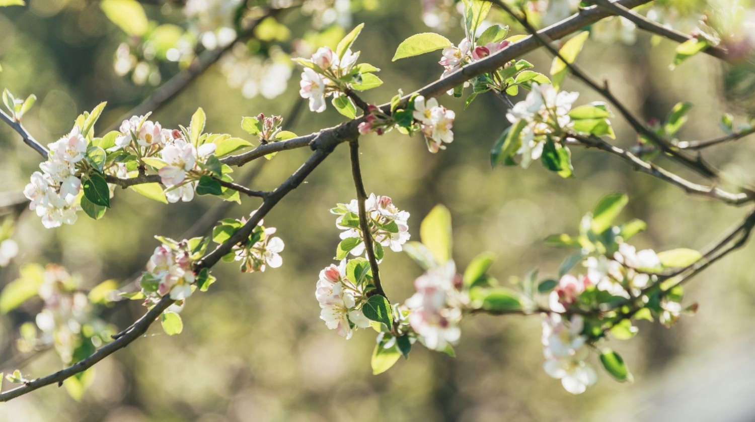 Primavera 2026 - Floración de los manzanos