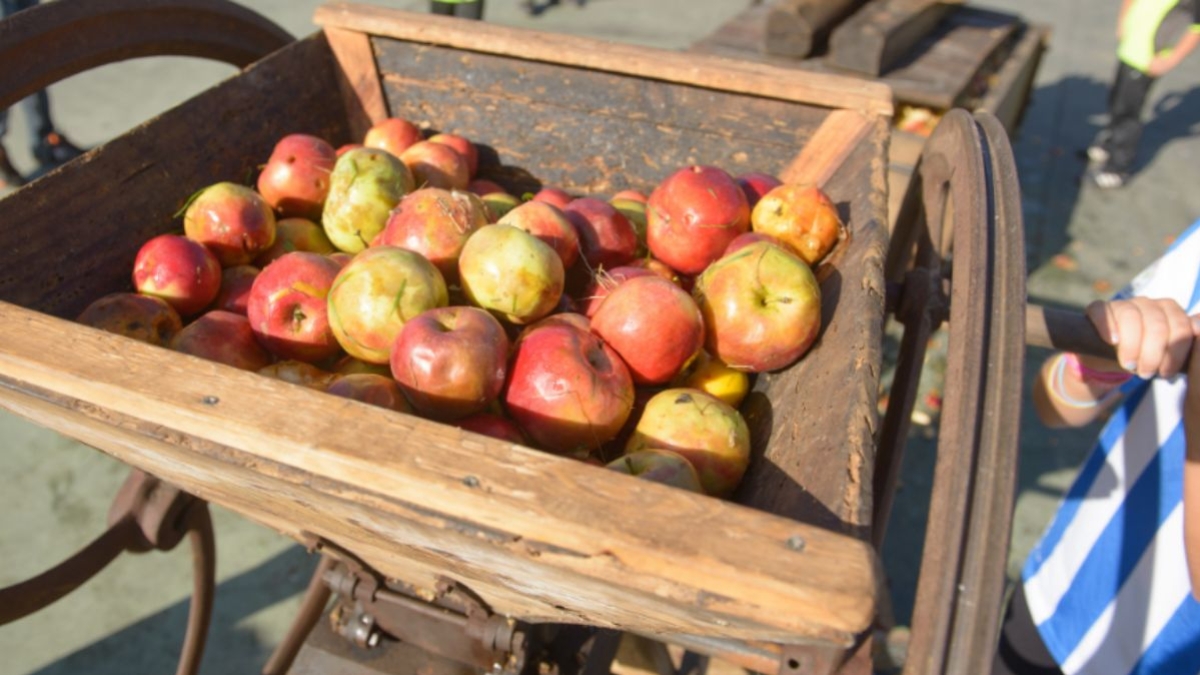 Taller de zumo de manzana: vive la sidrería en plena época de recolección 