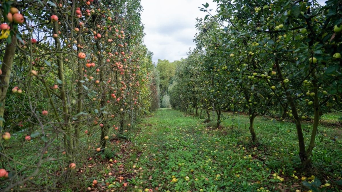 La cosecha de manzana condicionada por la falta de lluvia y el calor
