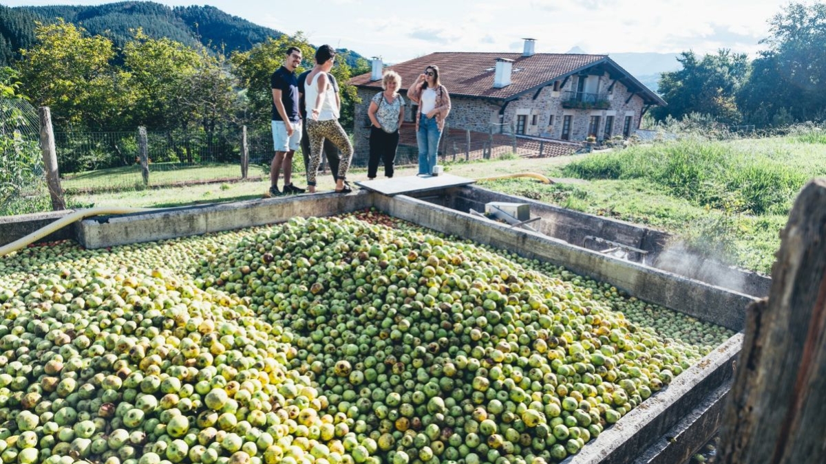 Visitas en sidrerías en plena cosecha de manzana