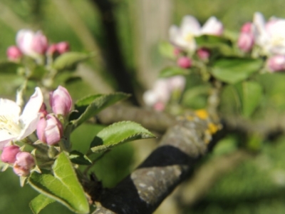 Gipuzkoa en primavera: paraíso de los manzanos en flor