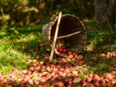 ¿Cuántas variedades de manzana hay en el País Vasco?