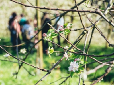 País Vasco en primavera: paraíso de los manzanos en flor