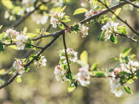 Primavera 2026 - Floración de los manzanos