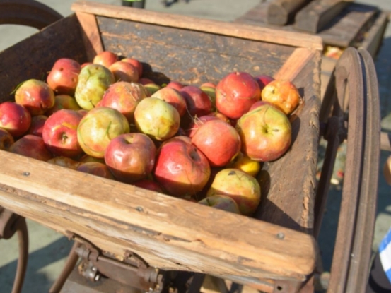 Taller de zumo de manzana: vive la sidrería en plena época de recolección 