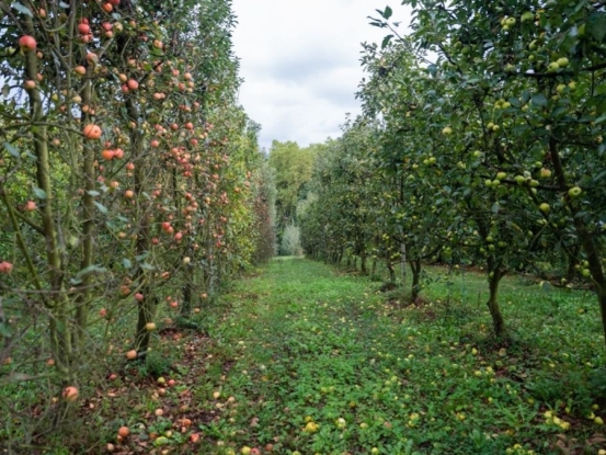 La cosecha de manzana condicionada por la falta de lluvia y el calor