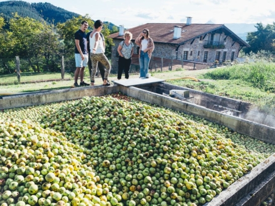 Visitas en sidrerías en plena cosecha de manzana